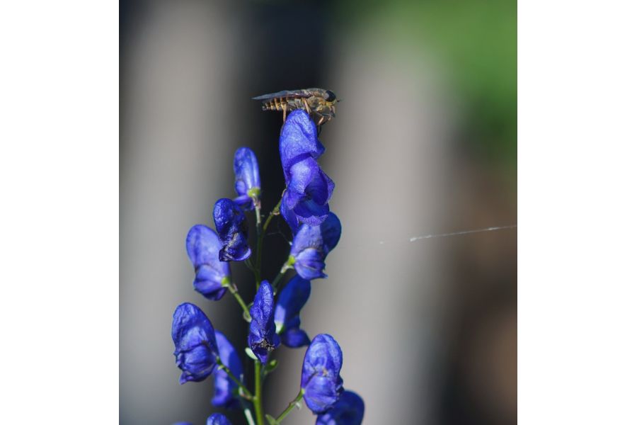 Minolta MC Tele Rokkor-QD 135mm f/3.5 (Japan, 1968)