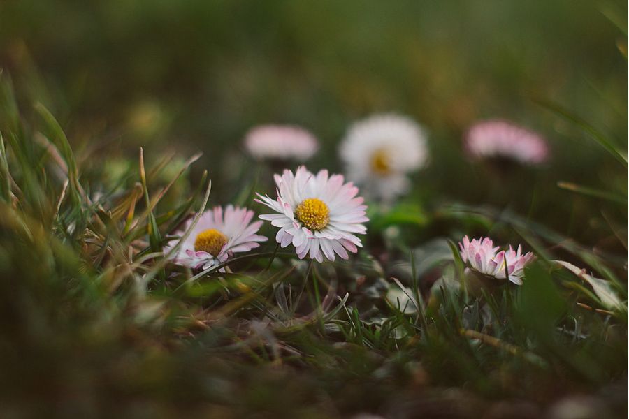 Pentax SMC 50mm/1.4 Asahi Opt. CO. Japan