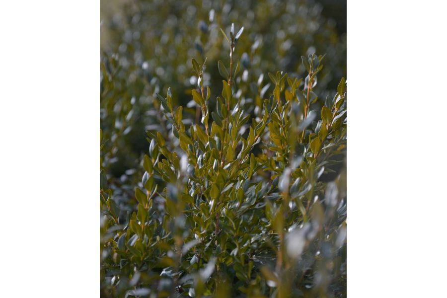 Sigma AF 18-200mm f/3.5-6.3 II DC HSM Sony A