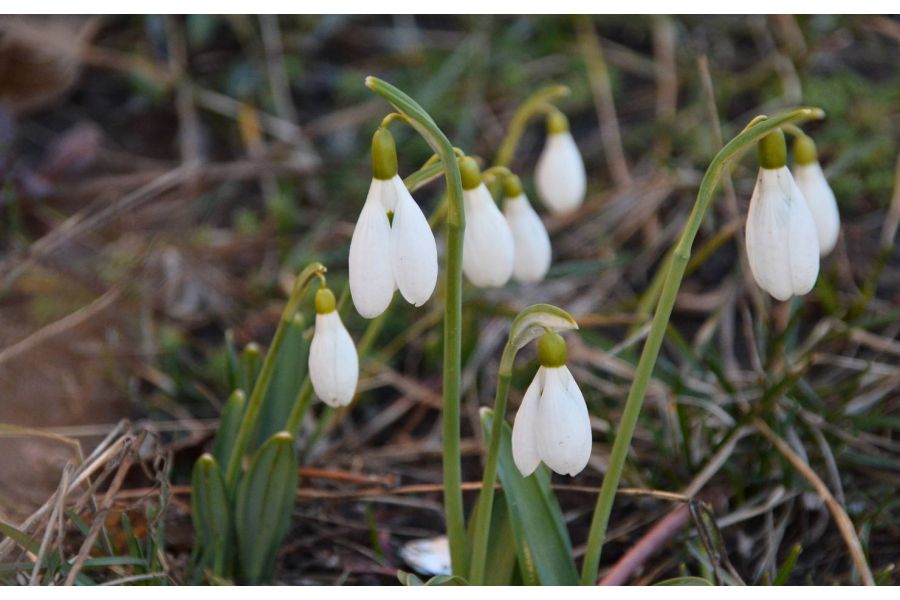 Sigma AF 18-200mm f/3.5-6.3 II DC HSM Sony A