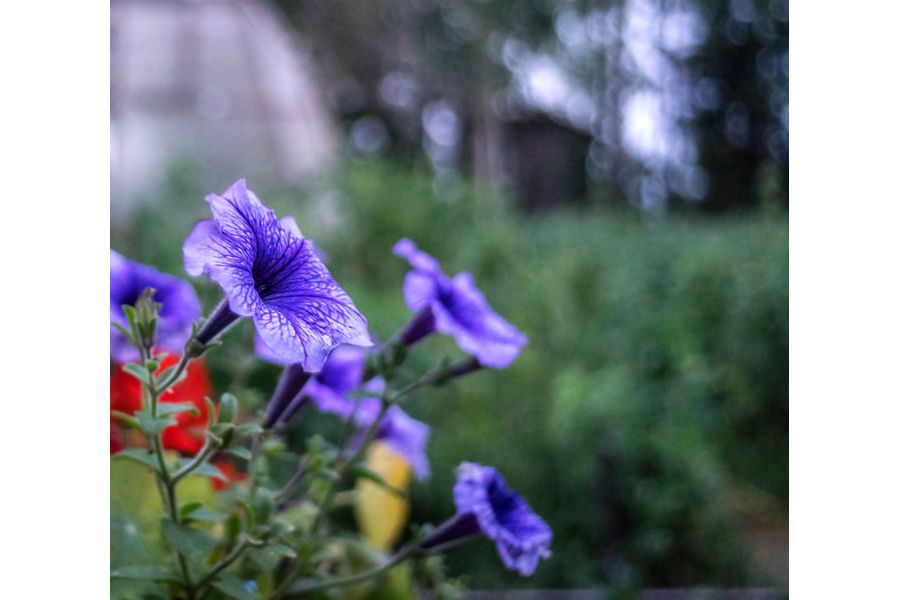 Lydith 3.5/30 Meyer-Optik Görlitz б/у