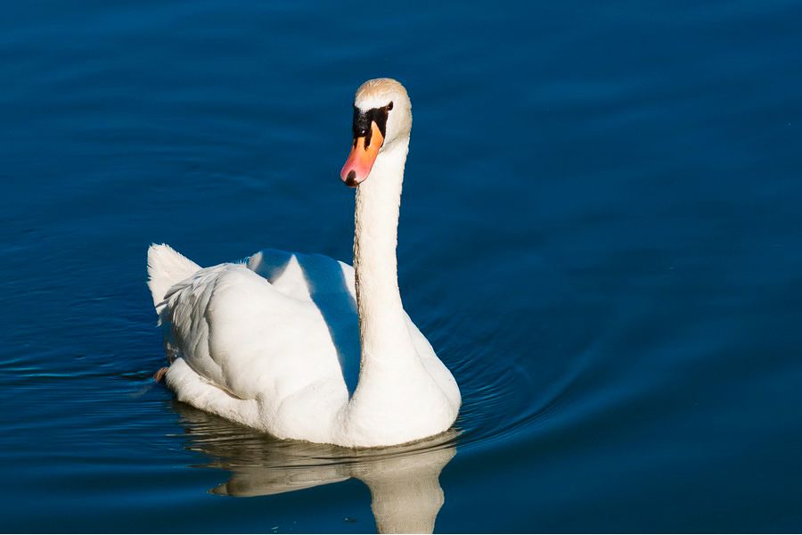 Sigma AF 50-200mm f/4-5.6 DC OS HSM Sigma SA