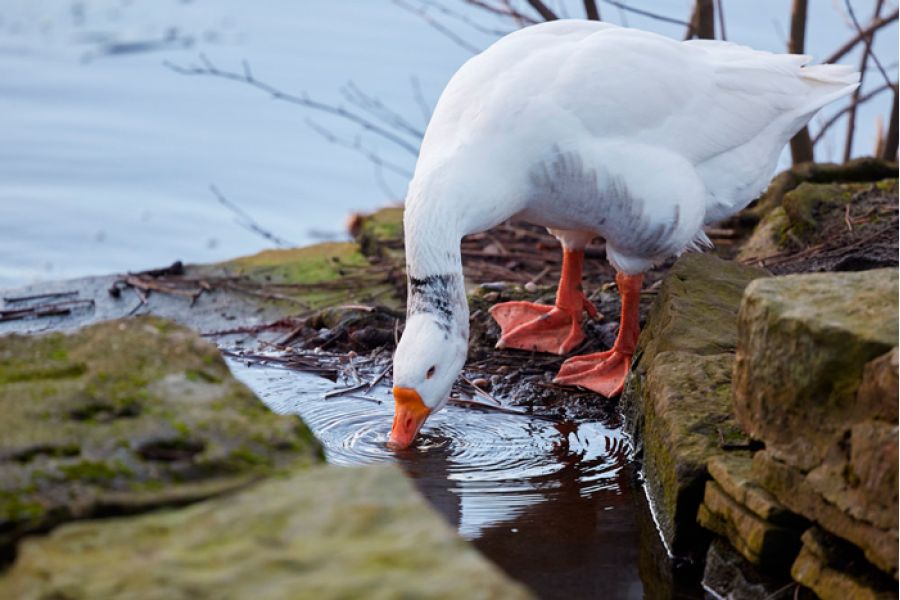 Canon EF 400mm f/4 DO IS USM 