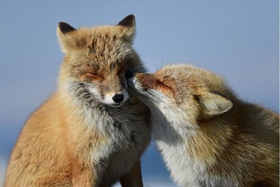 Nikon AF-S NIKKOR 500mm f/5.6E PF ED VR