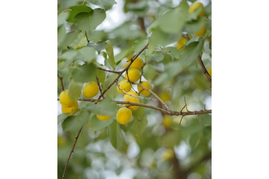 Olympus Zuiko Zoom 100-200mm f/5