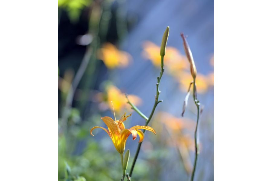 Olympus Zuiko Zoom 100-200mm f/5