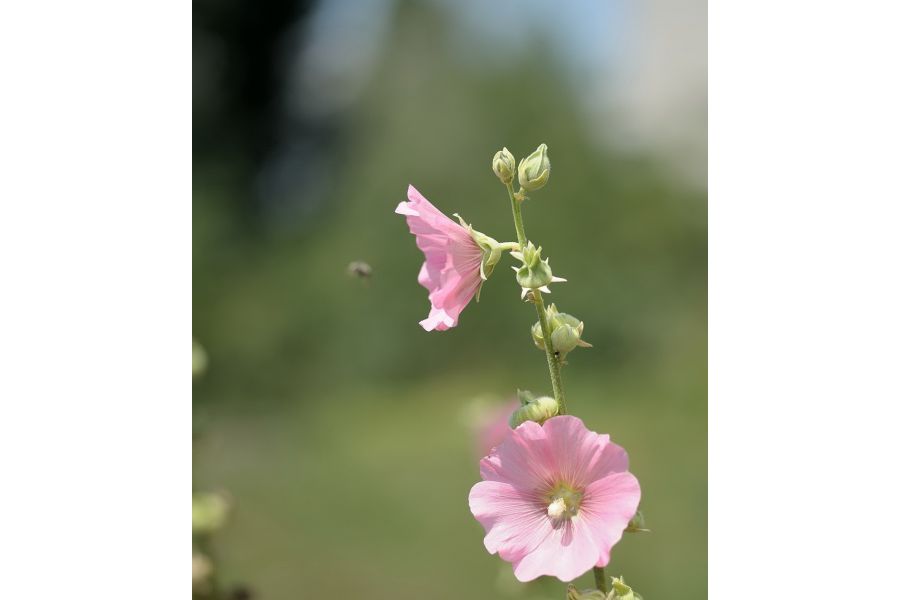 Olympus Zuiko Zoom 100-200mm f/5