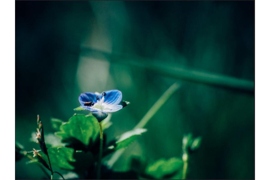 Объектив Olympus ED 14-42mm f/3.5-5.6 EZ Новый