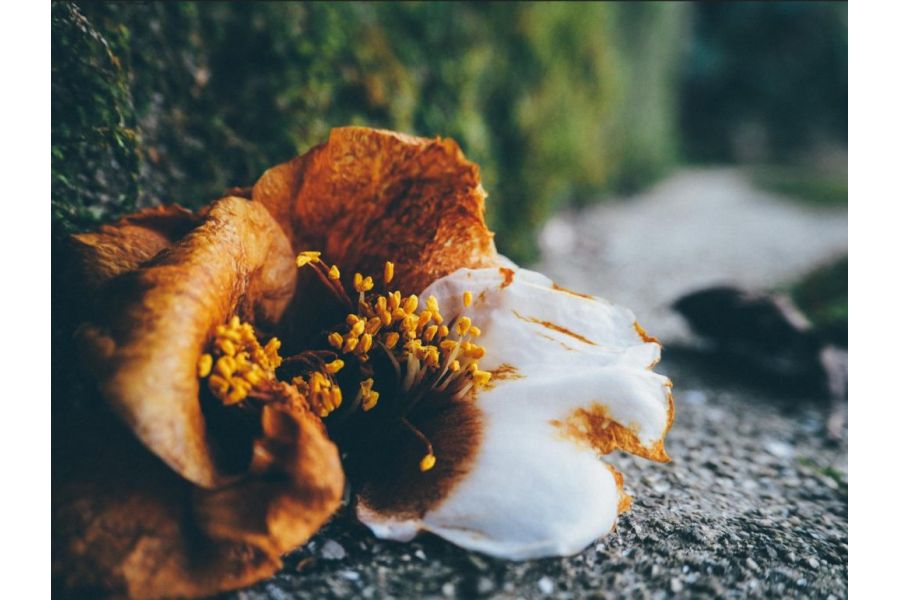 Объектив Olympus ED 14-42mm f/3.5-5.6 EZ Новый