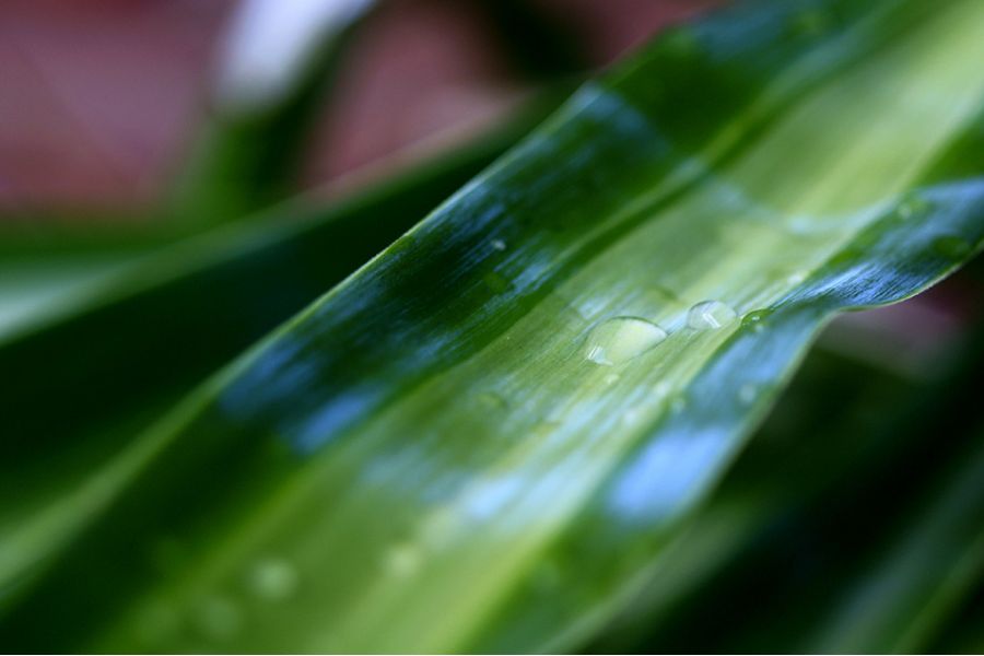 Minolta E. Rokkor 4.5/75 (Japan, 1979)