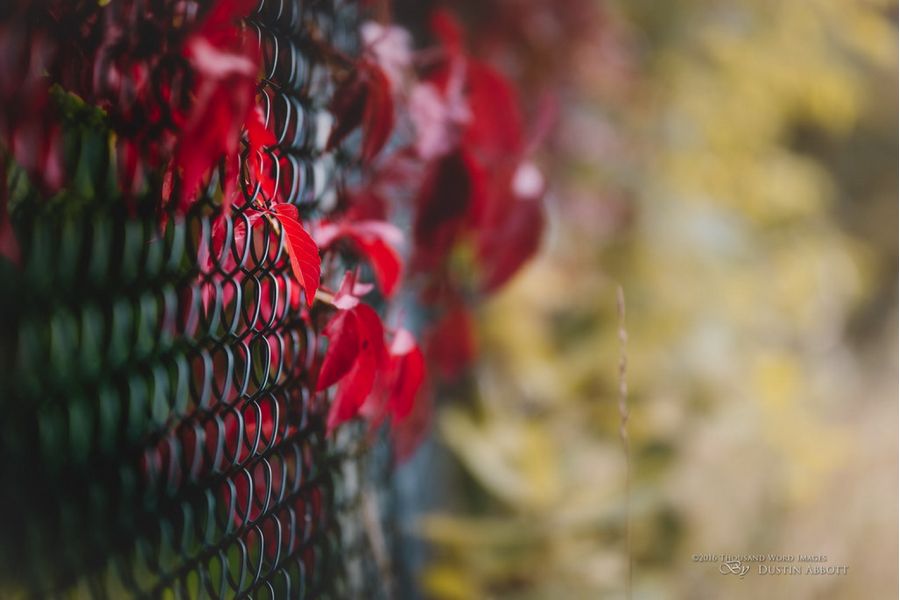 Tamron SP AF 85mm f/1.8 Di VC USD (F016) Nikon F