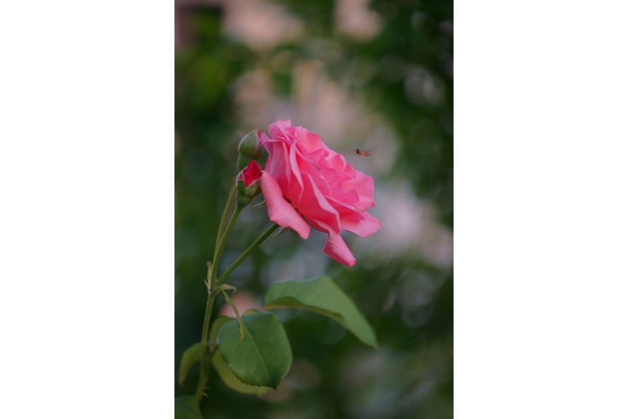 Minolta AF Zoom 70-210mm f/4.5-5.6 II новый в упаковке