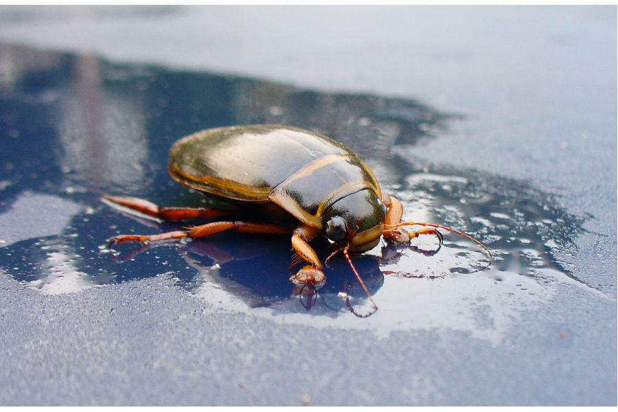 Panasonic Lumix DMC-LZ3 (Japan, 2005)