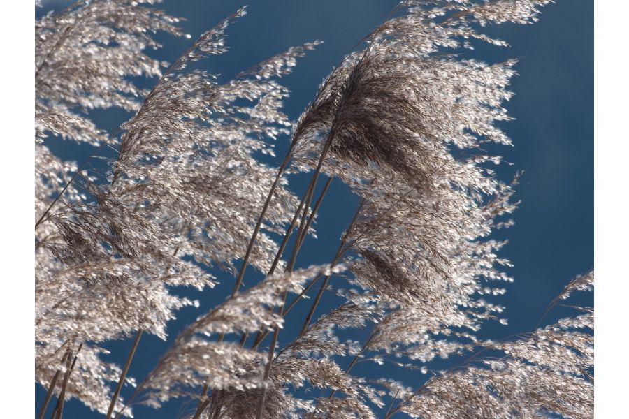 Weltblick MC Auto 3,5/135 (Japan, 1986)