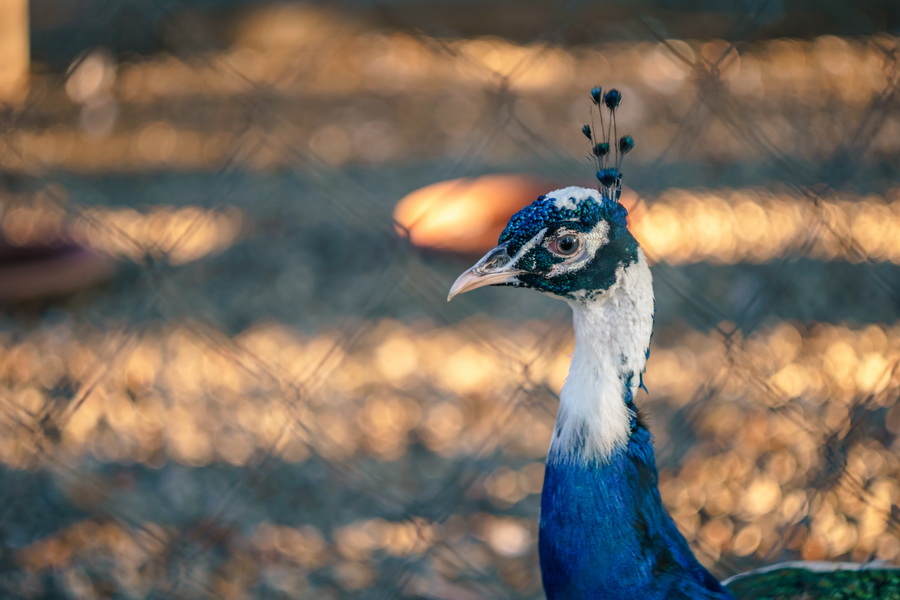 Pancolar 1.8/50 Carl Zeiss Jena (Germany, 1973)