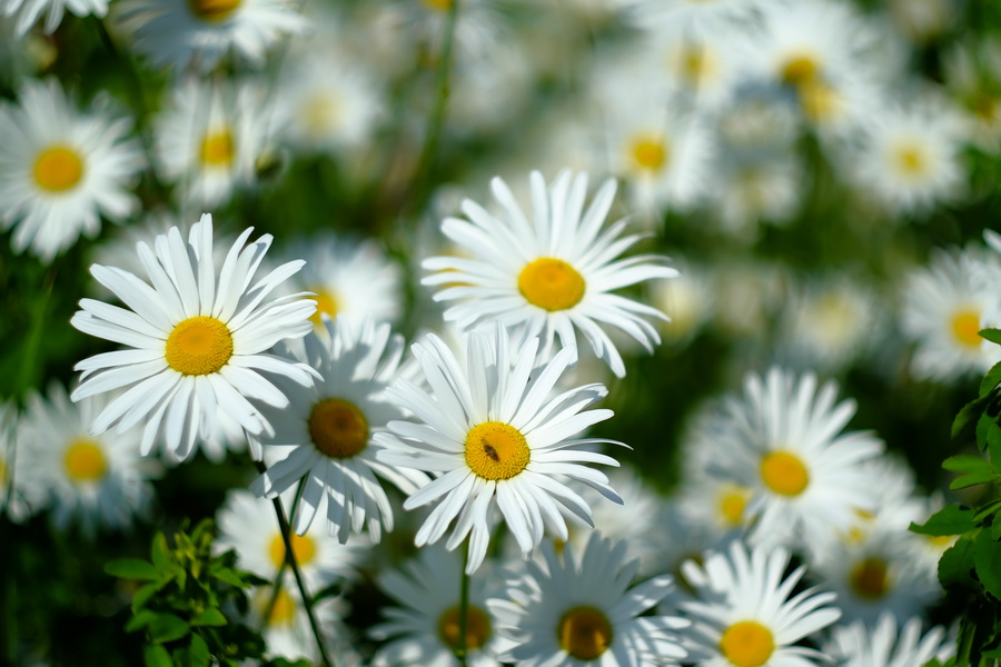 Pancolar 1.8/50 Carl Zeiss Jena (Germany, 1973)