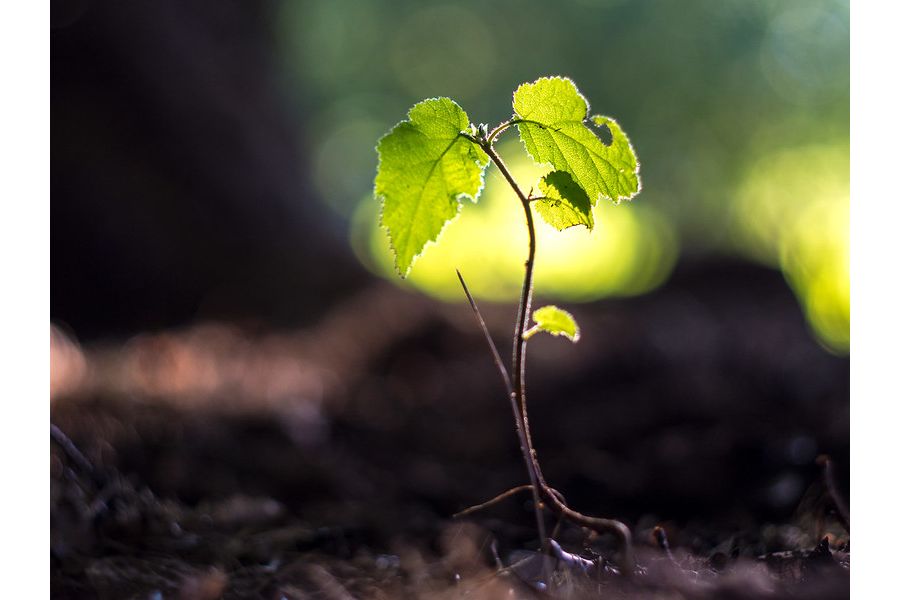 Konica Hexanon 52mm f/1.8