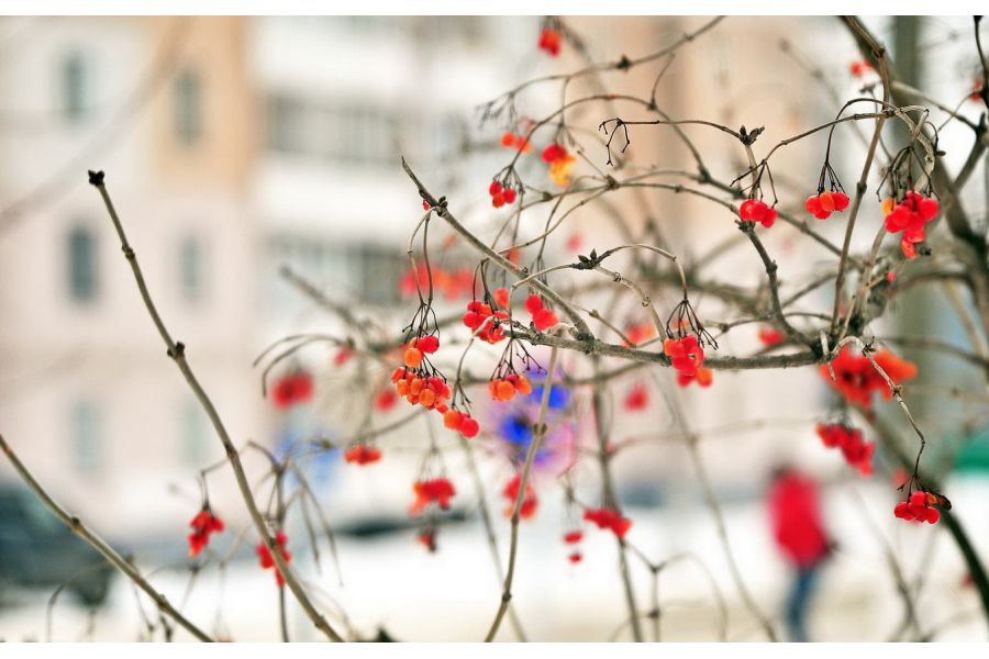 Индустар-23У 4,5/110мм М39 с геликоидом