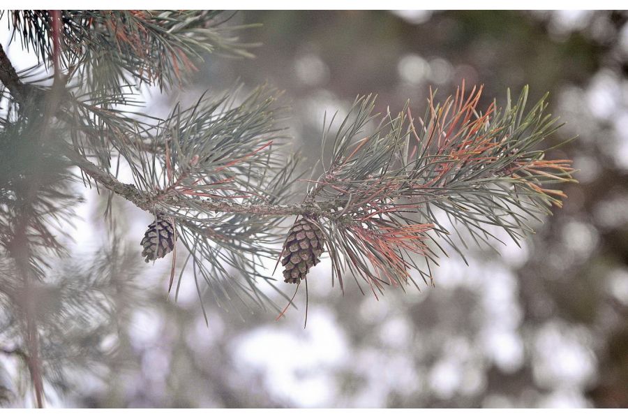 Индустар-23У 4,5/110мм М39 с геликоидом