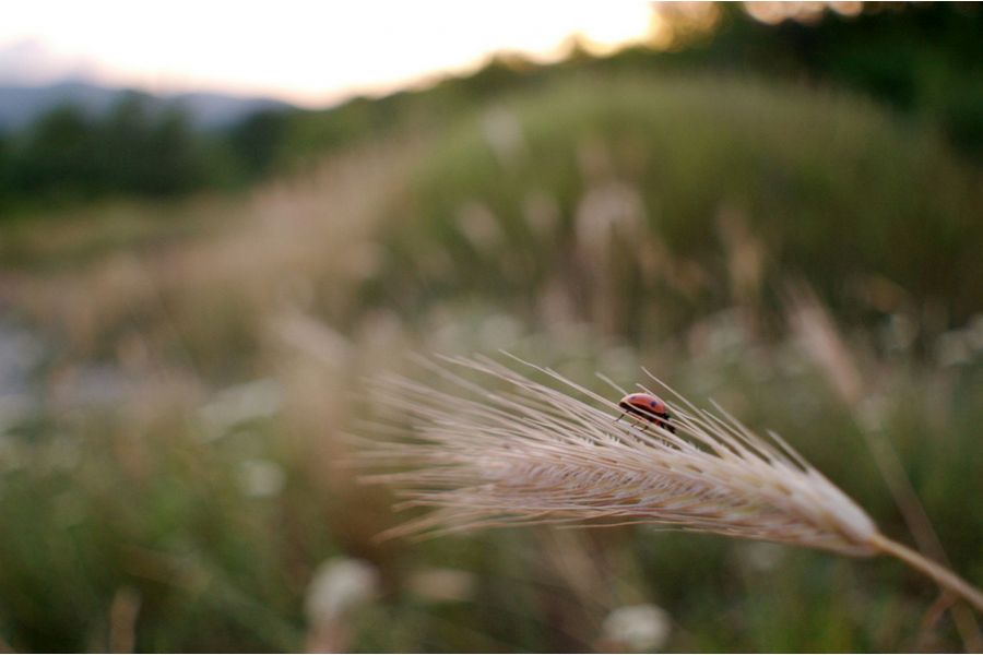 Мир-20М МС 3.5/20 для Canon EOS