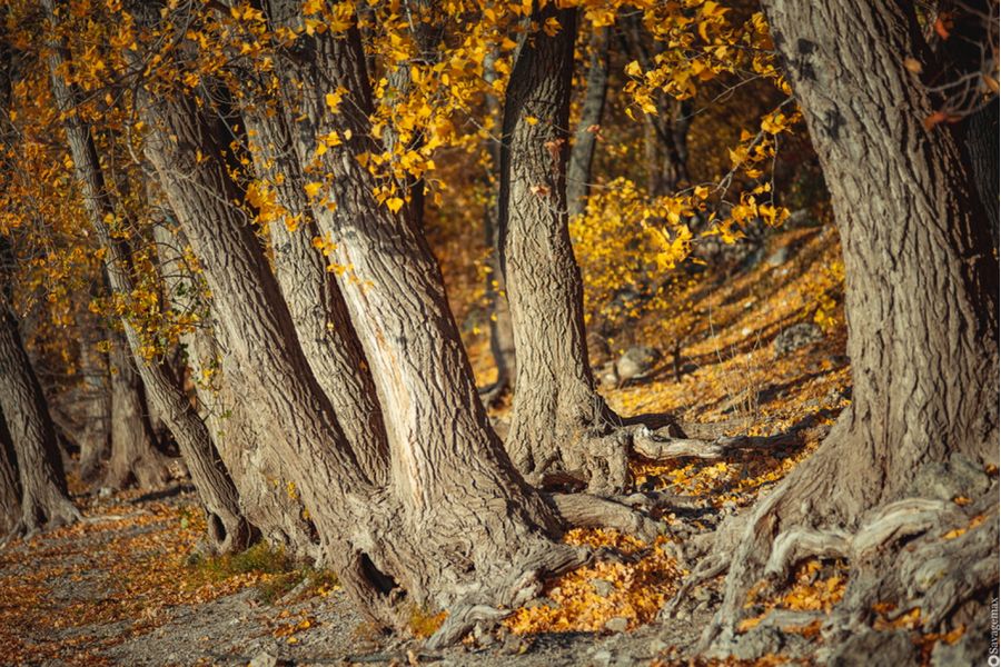 Makro-Planar 2/100 ZF T* Carl Zeiss for Nikon