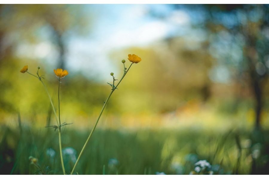 Объектив Auto Yashinon-DS 1.9/50 Yashica Japan