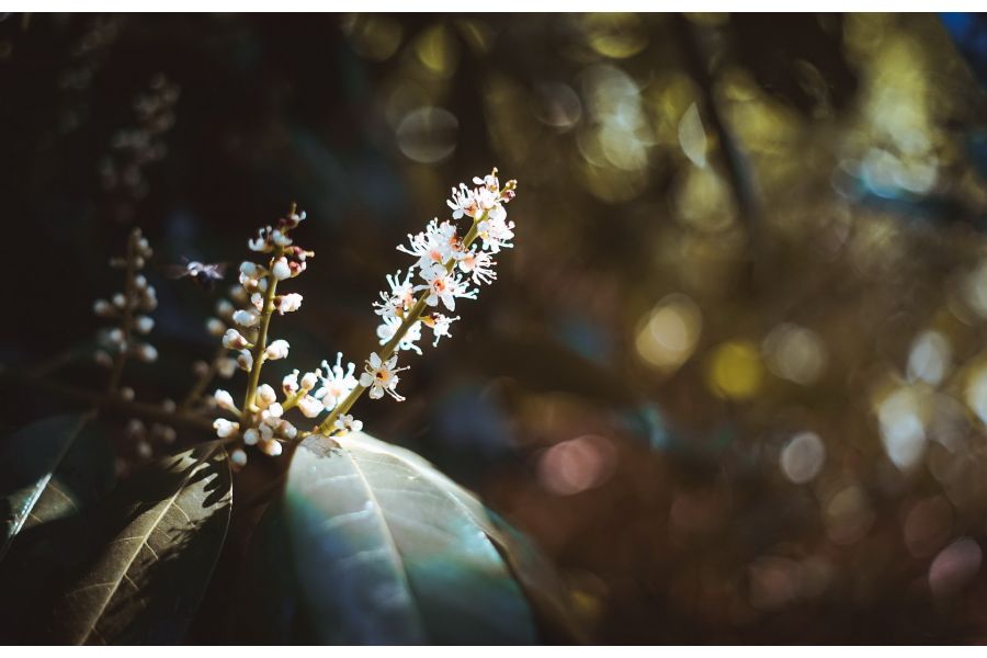 Объектив Auto Yashinon-DS 1.9/50 Yashica Japan