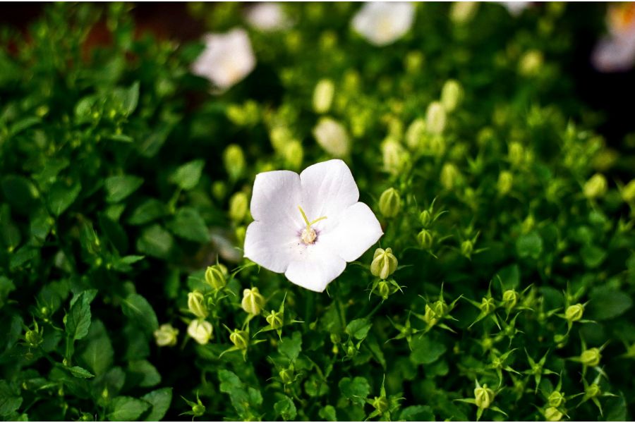 Объектив Auto Yashinon-DS 1.9/50 Yashica Japan