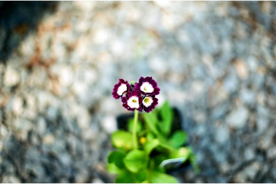 Объектив Auto Yashinon-DS 1.9/50 Yashica Japan