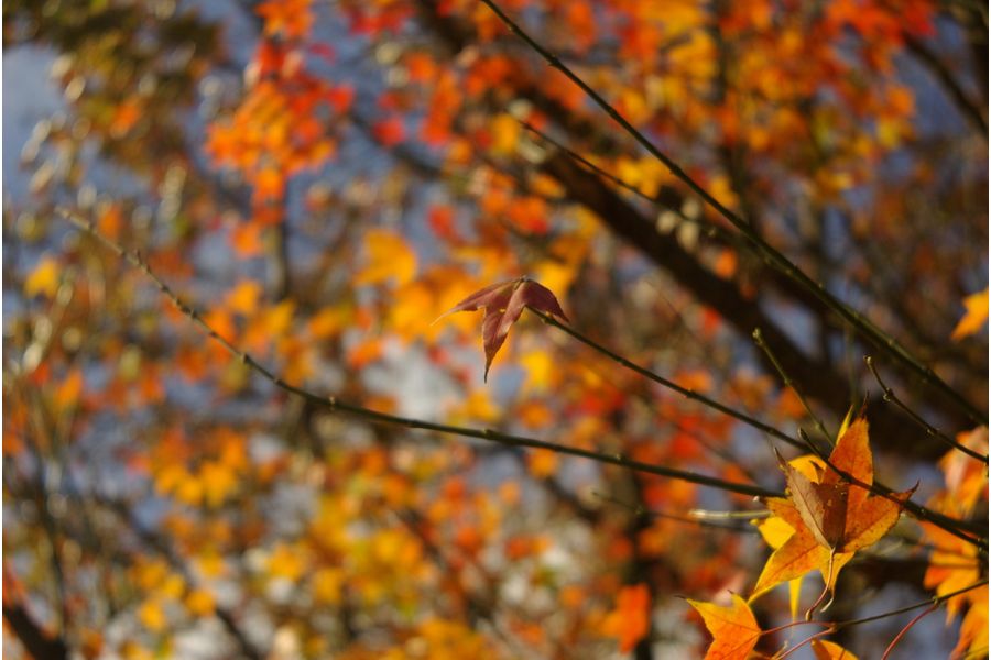 Iscotar 2.8/50 Isco-Gottingen (Germany, 1963)