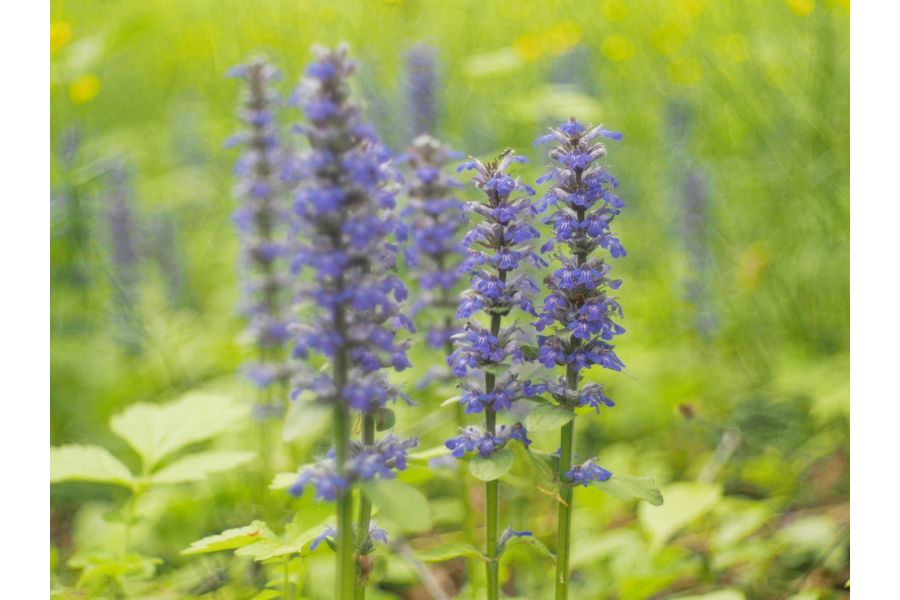 Iscotar 2.8/50 Isco-Gottingen (Germany, 1963)