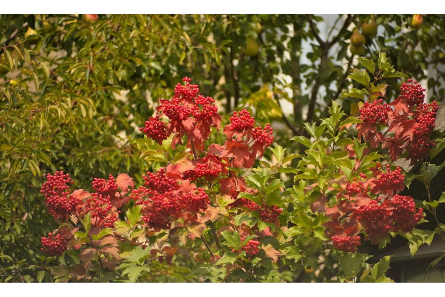 Vivitar 70-210mm f/4.5 MC MACRO Olympus OM