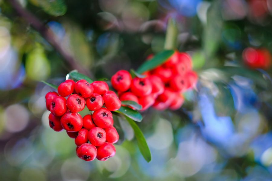 Гелиос-44 2/58 М39 лак б/у