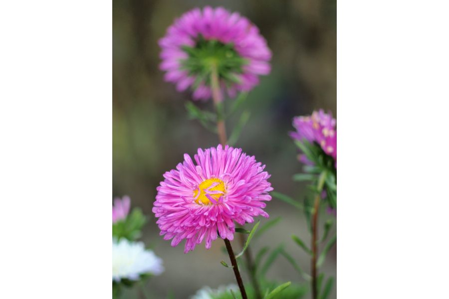 Olympus OM-System Zuiko MC Auto-T 135mm f/2,8