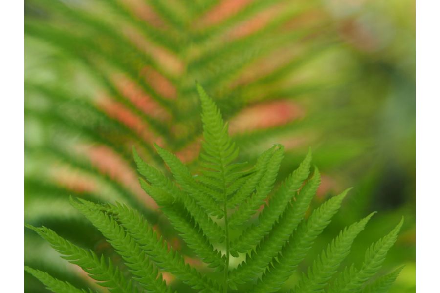 Sigma Mini-Tele 3.5/135mm Multi-Coated for Pentax K