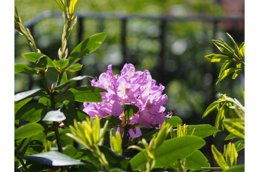 Sigma Mini-Tele 3.5/135mm Multi-Coated for Pentax K