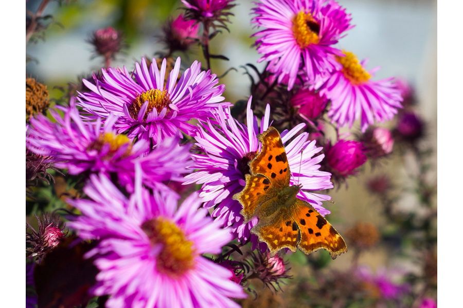 Зенитар-М2s МС 2/50 для Micro 4/3