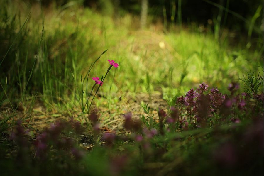 Объектив Super-Multi-Coated Takumar 3.5/28mm
