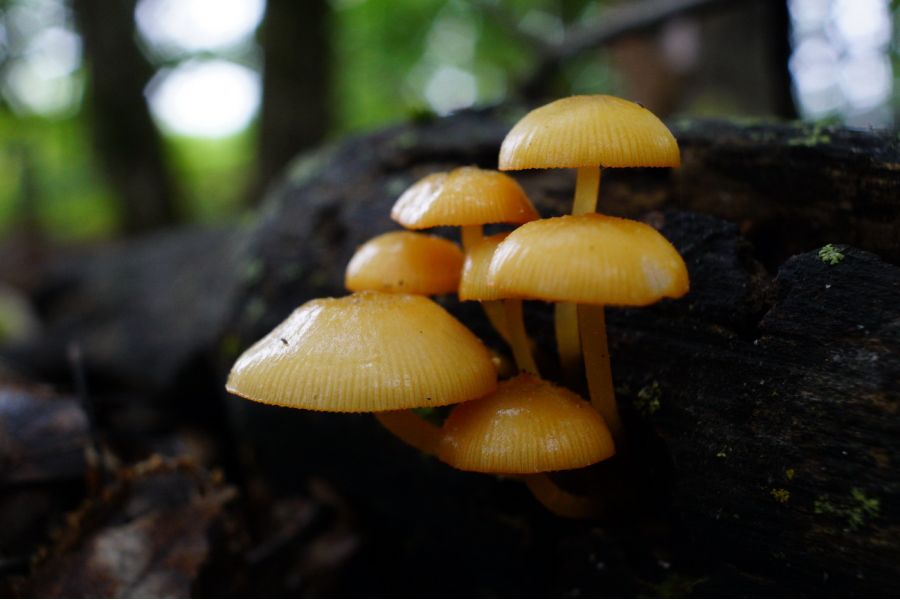 Объектив Super-Multi-Coated Takumar 3.5/28mm