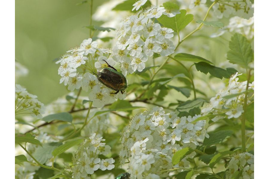 Nikon 75-300mm f/4.5-5.6 AF Nikkor (Japan)