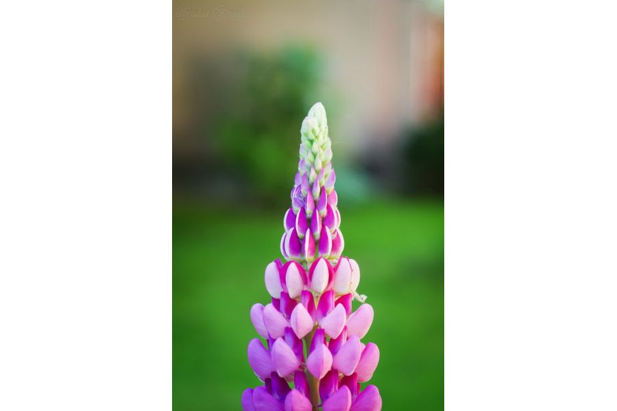 Pentax-FA SMC 1.7/50mm (Japan, 1999)