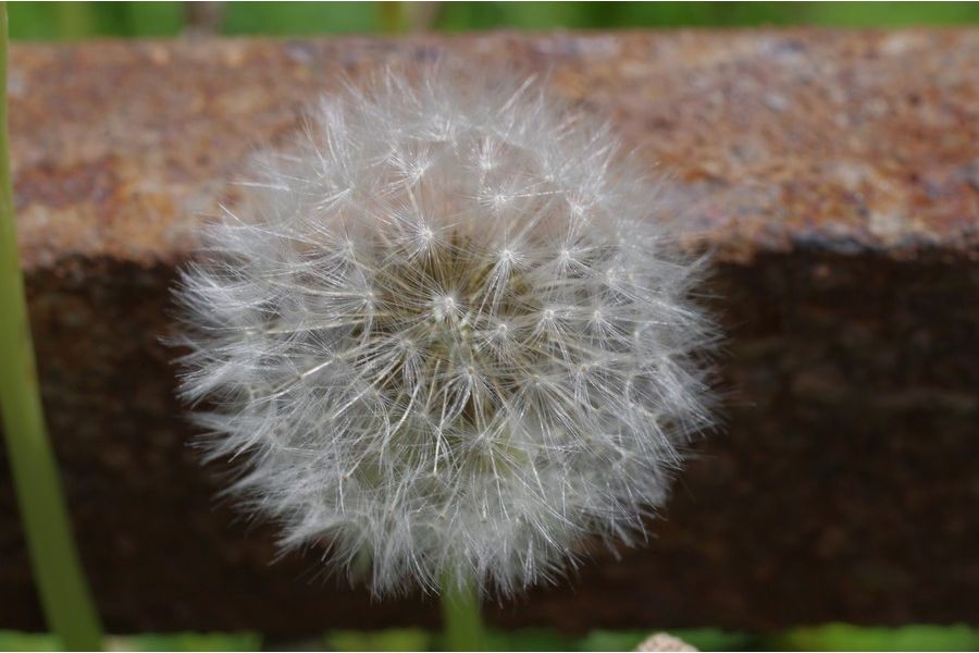 Pentax-FA SMC MACRO 2.8/50mm 