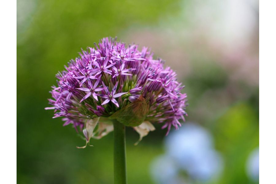 Canon FD 1.8/50mm S.C. для Nikon F lens