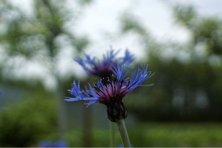 Porst Super-WW-AS 2,8/28mm МС G (Japan, 1981)