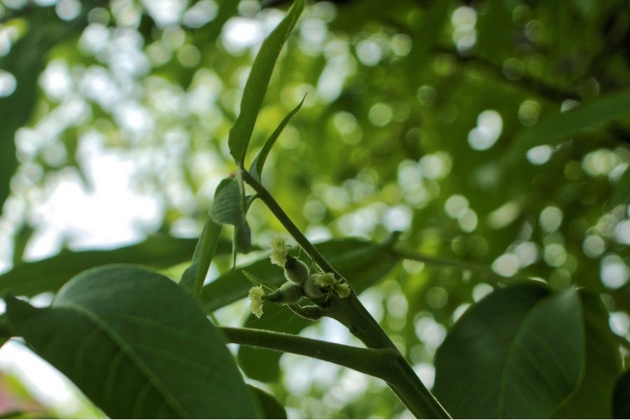 Porst Super-WW-AS 2,8/28mm МС G (Japan, 1981)