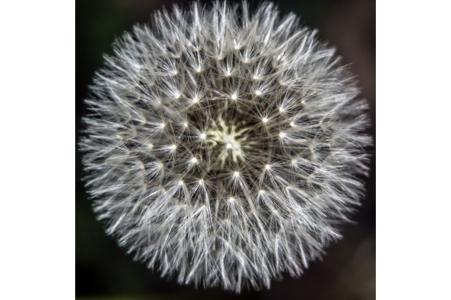 Soligor 2,8/135mm (Japan)