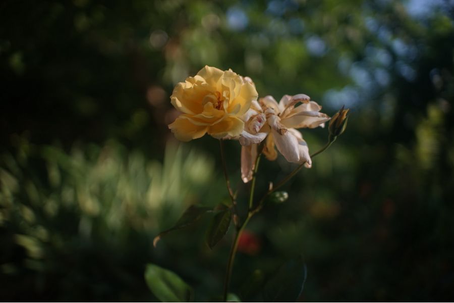 Weltblick 3,5/135 М42 (Japan, 1985)