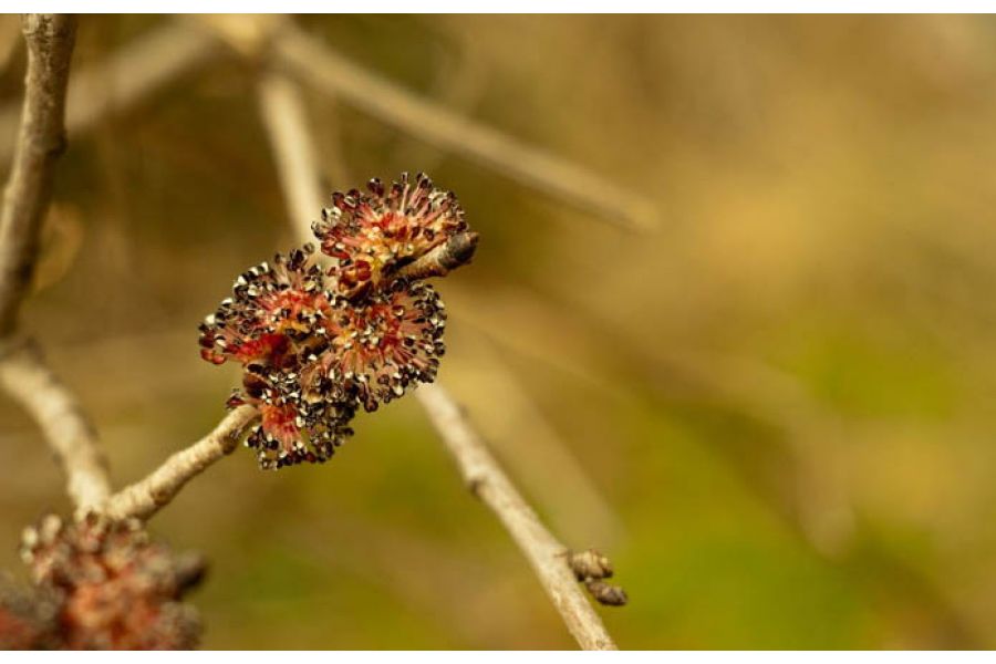 Carl Zeiss Tessar T* 45mm f/2.8