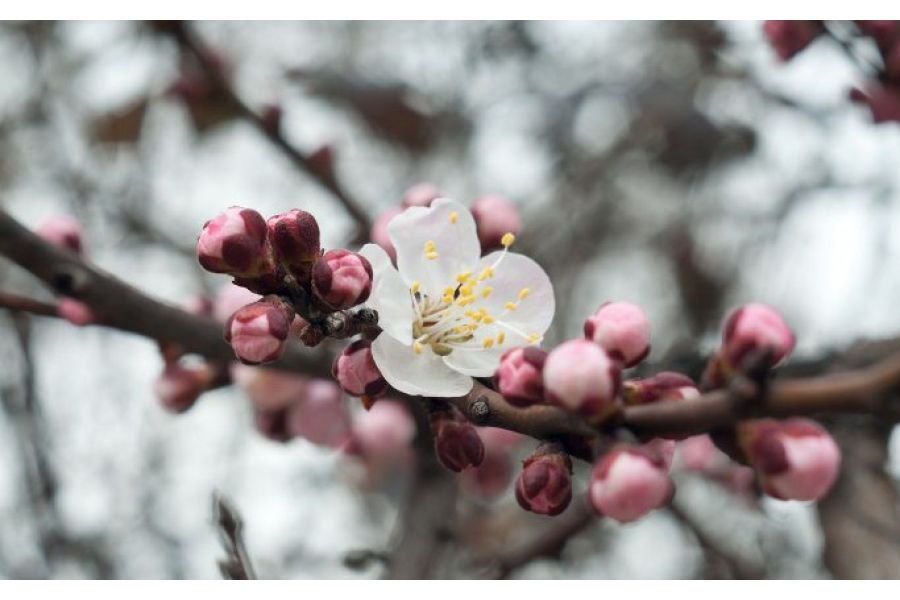 Carl Zeiss Tessar T* 45mm f/2.8