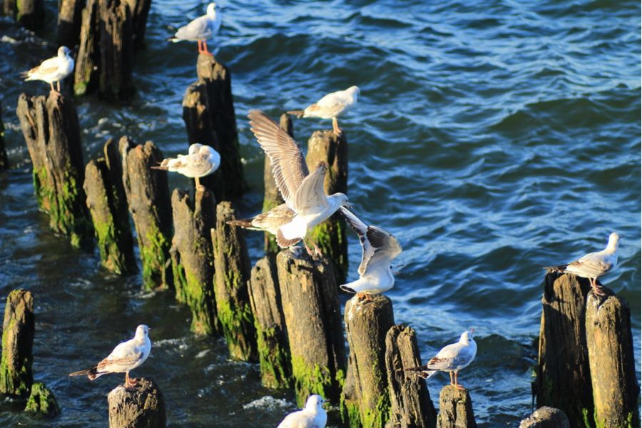 Редкость Таир-11 2,8/13,3 